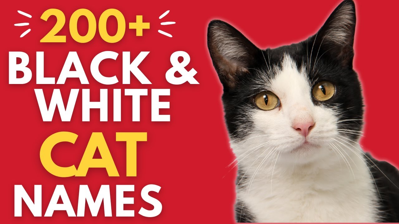 200+ Creative Black and White Cat Names Names for a Tuxedo Cat (Boy