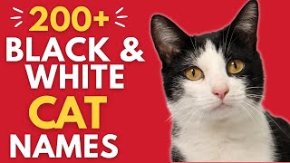 200  Creative Black and White Cat Names | Names for a Tuxedo Cat (Boy and Girl Cat Names)