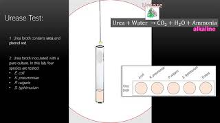 Lab 9 - The Urease Test