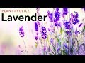 Indoor Lavender Plant For Sale