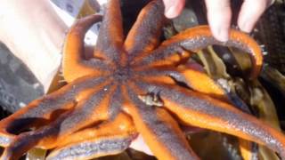 homer tide pooling