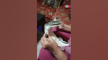 Thumbnail of Tiny Crocodile Adorably Babied || ViralHog
