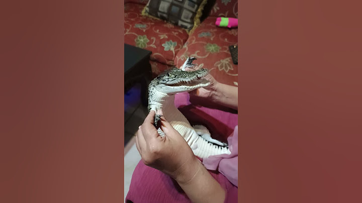Tiny Crocodile Adorably Babied || ViralHog