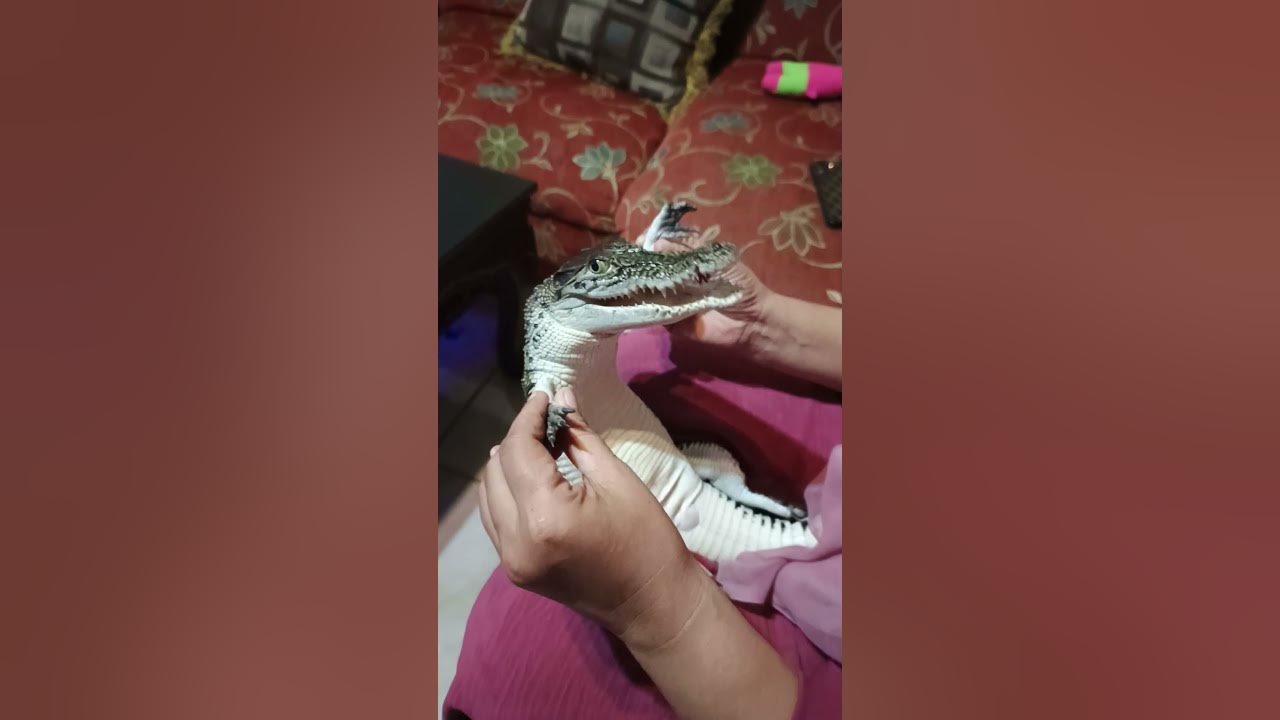 Tiny Crocodile Adorably Babied || ViralHog Tiny Crocodile Adorably Babied || ViralHog