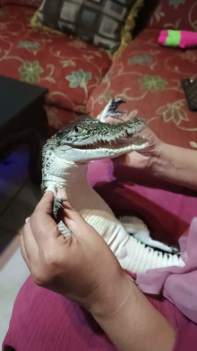Tiny Crocodile Adorably Babied || ViralHog