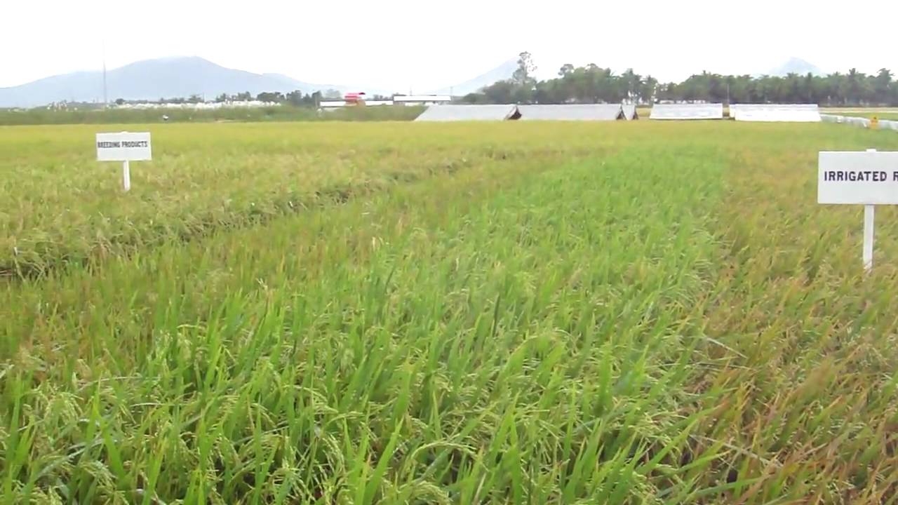 IRRI's rice germplasm products for various environments explained to ...