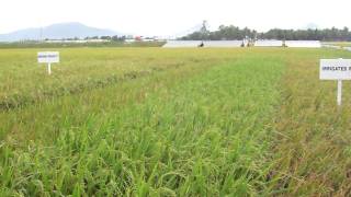 Irris Rice Germplasm Products For Various Environments Explained To Rg6 Participants