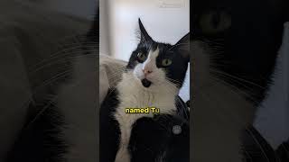 Lyft Passenger Reunited with Lost Cat #cats