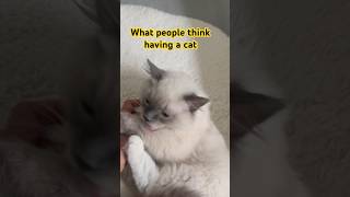 Ragdoll sacrifices are worth it🤷🏻‍♀️😂🥰 #ragdoll #zen #catshorts #cute