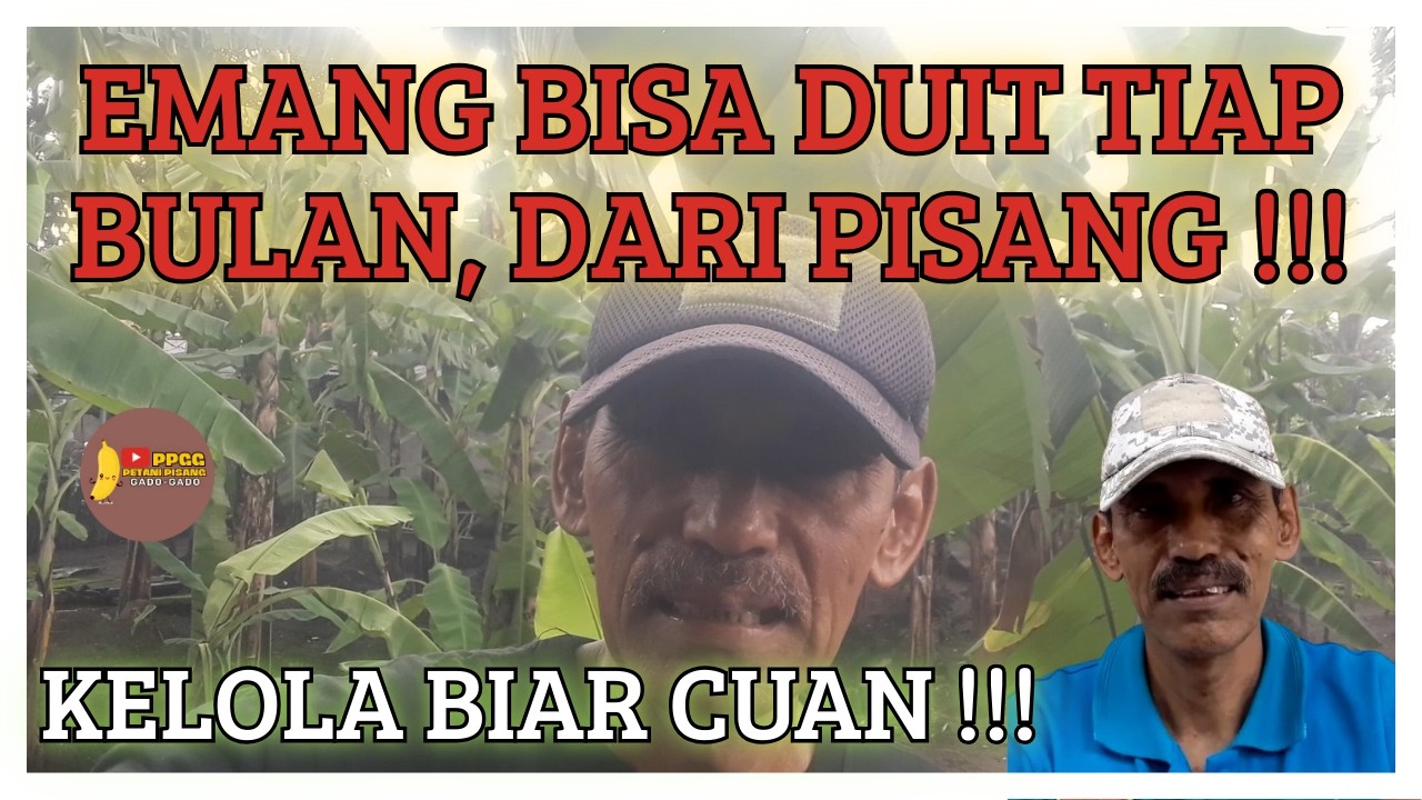 Berkebun Pisang Bisa Jadi Penghasilan Rutin? INI CARA NGATUR CASHFLOW NYA!