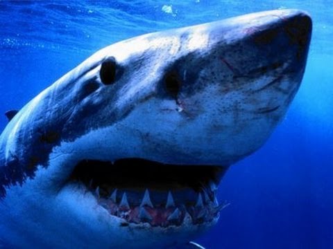 alaskan-killer-shark---nature-documentary-(hd)