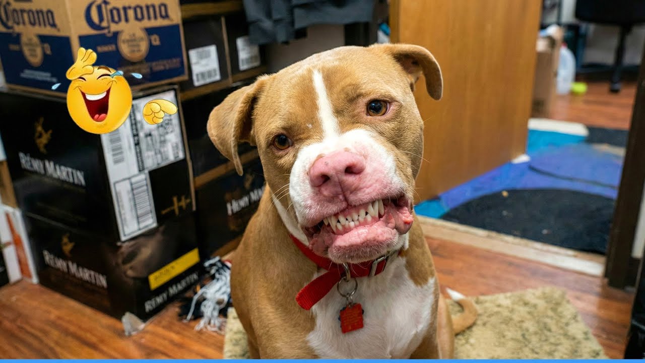 Best Of The Funny Animal Videos 😹🐶 The Funniest Cat & Dog Moments Compilation 🐾