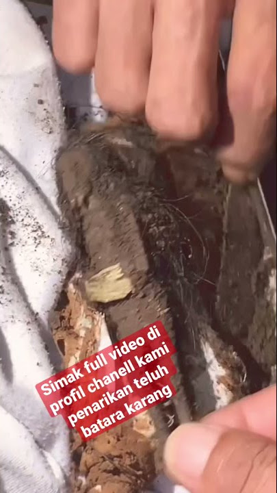 Penarikan Teluh Batara Karang