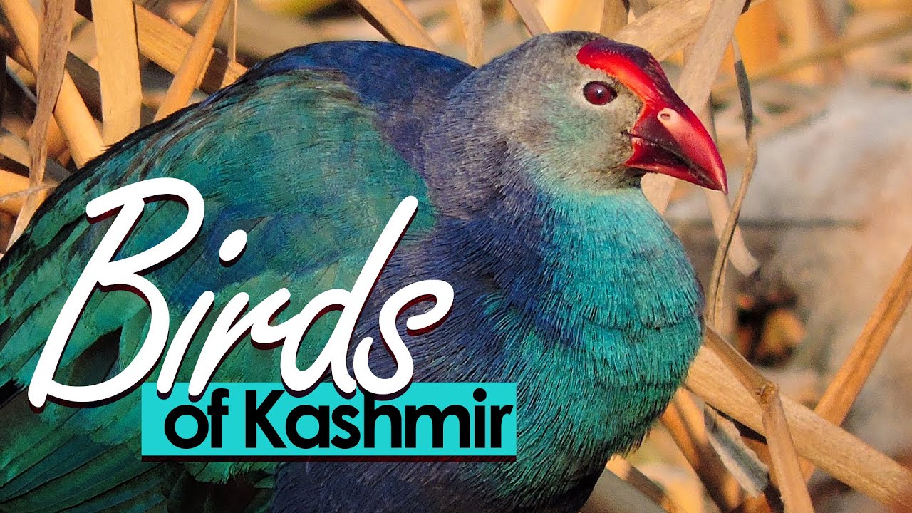 BIRDS OF KASHMIR  with NAMES