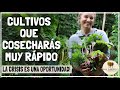 🌱CULTIVOS DE RÁPIDO CRECIMIENTO! 🥕 ALIMENTO GRATIS EN TU HUERTO!!