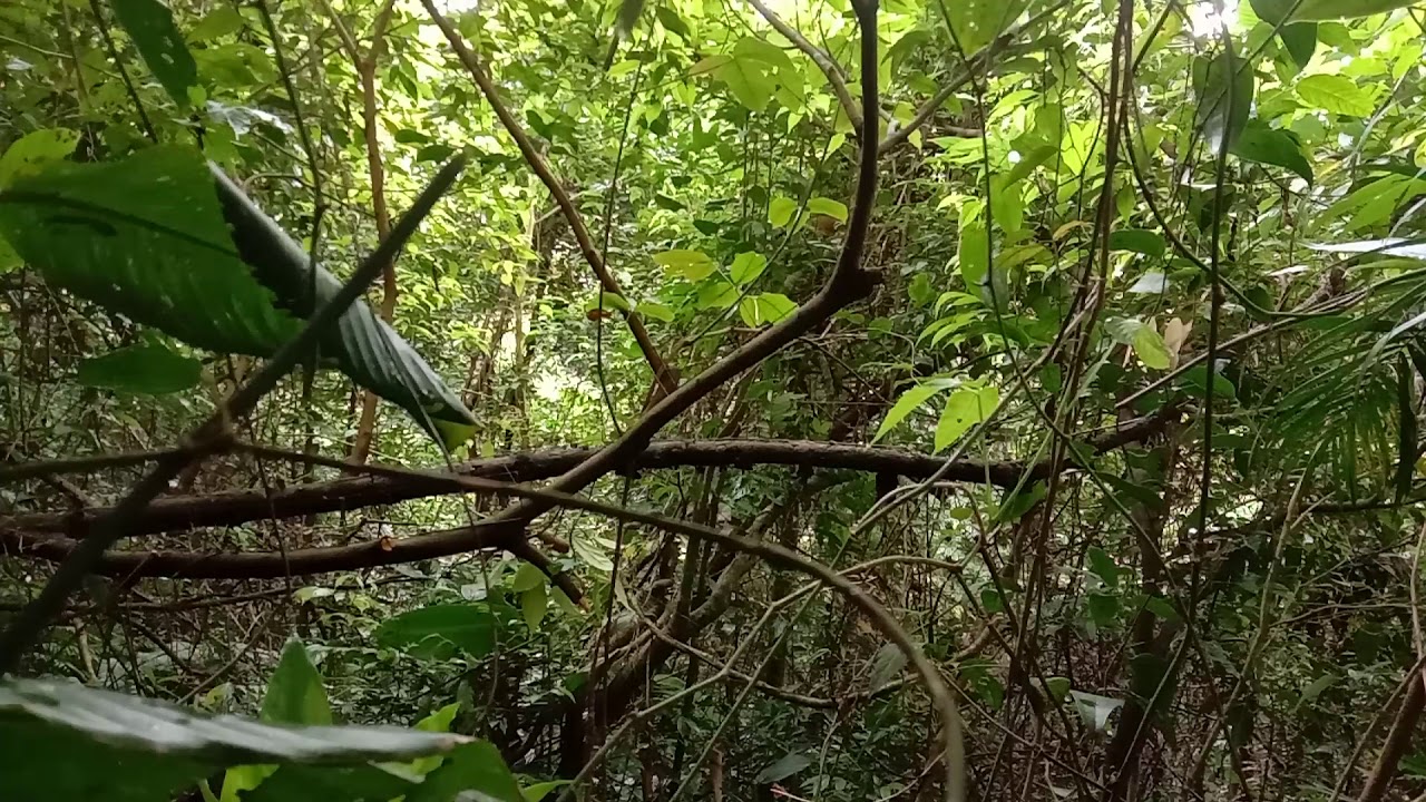 Chim khiếu trong rừng sâu - YouTube