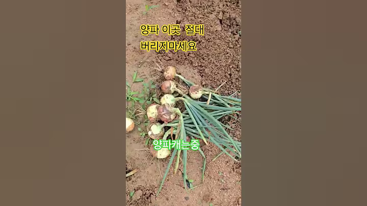 양파 이곳 절대 버리지마세요 #건강정보
