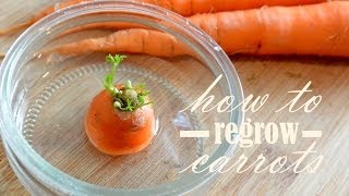 How to regrow carrots? Tutorial to sprout carrots by Wasteless Wednesday