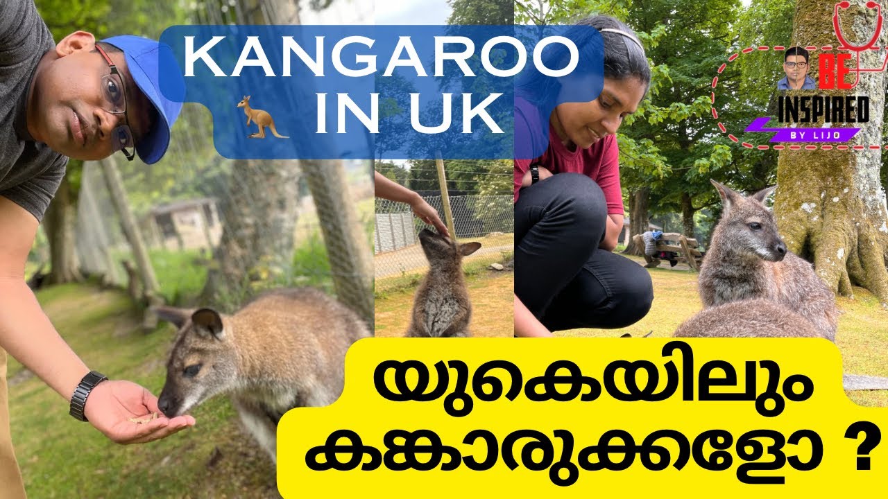 Kangaroo In United Kingdom Wallaby Manor Wildlife Park South kangaroo-in-united-kingdom-wallaby-manor-wildlife-park-south