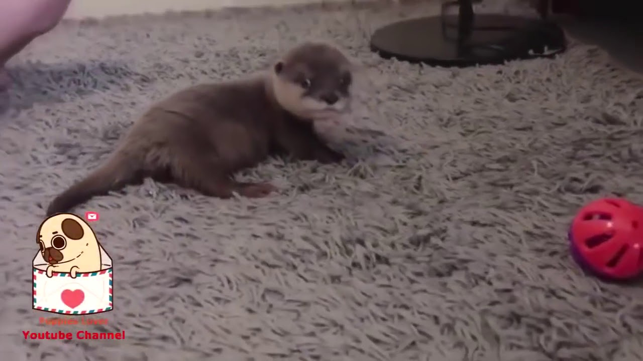 Top 100 Highlights of Animals on Vine   Funny & Cute Animals Compilation 2018