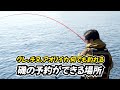 【もりは釣り】寒グレシーズン到来、良型グレを釣りに行きました！