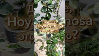 «Моя «Карнозная» банда! 🌿 15 сортов в одном видео. #хойя #hoya #цветы #hoyacollection #hoyacarnosa
