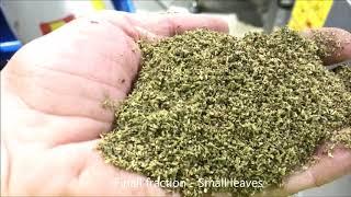 Herb processing line - Oregano