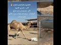 خطر خطر واحنا خطر 