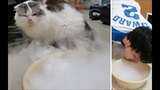 ドライアイスにビビる白モフ猫 (可愛いおまけ映像入り)