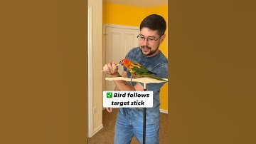 Training Sun Conure using Clicker and Target Stick #parrot