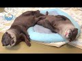 Otter&#39;s Adorable Punch!