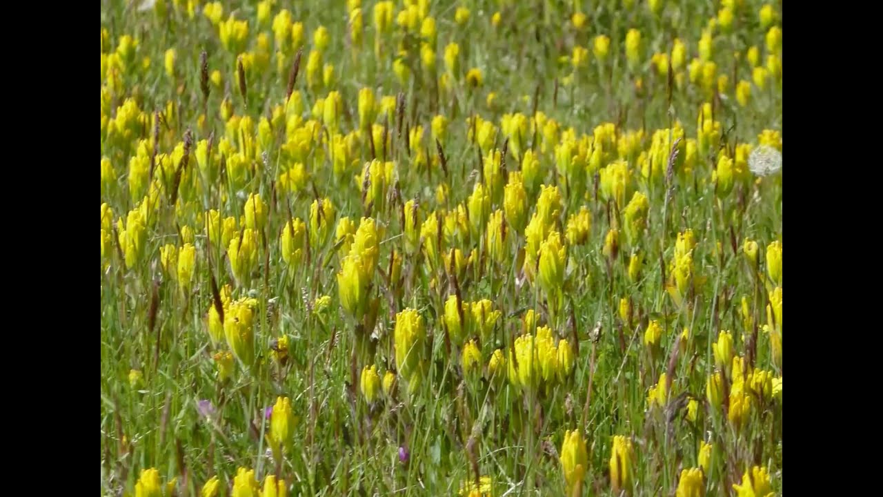 Golden Paintbrush, Castilleja levisecta - Pacific Rim Institute Talk - OHGOS January 2021