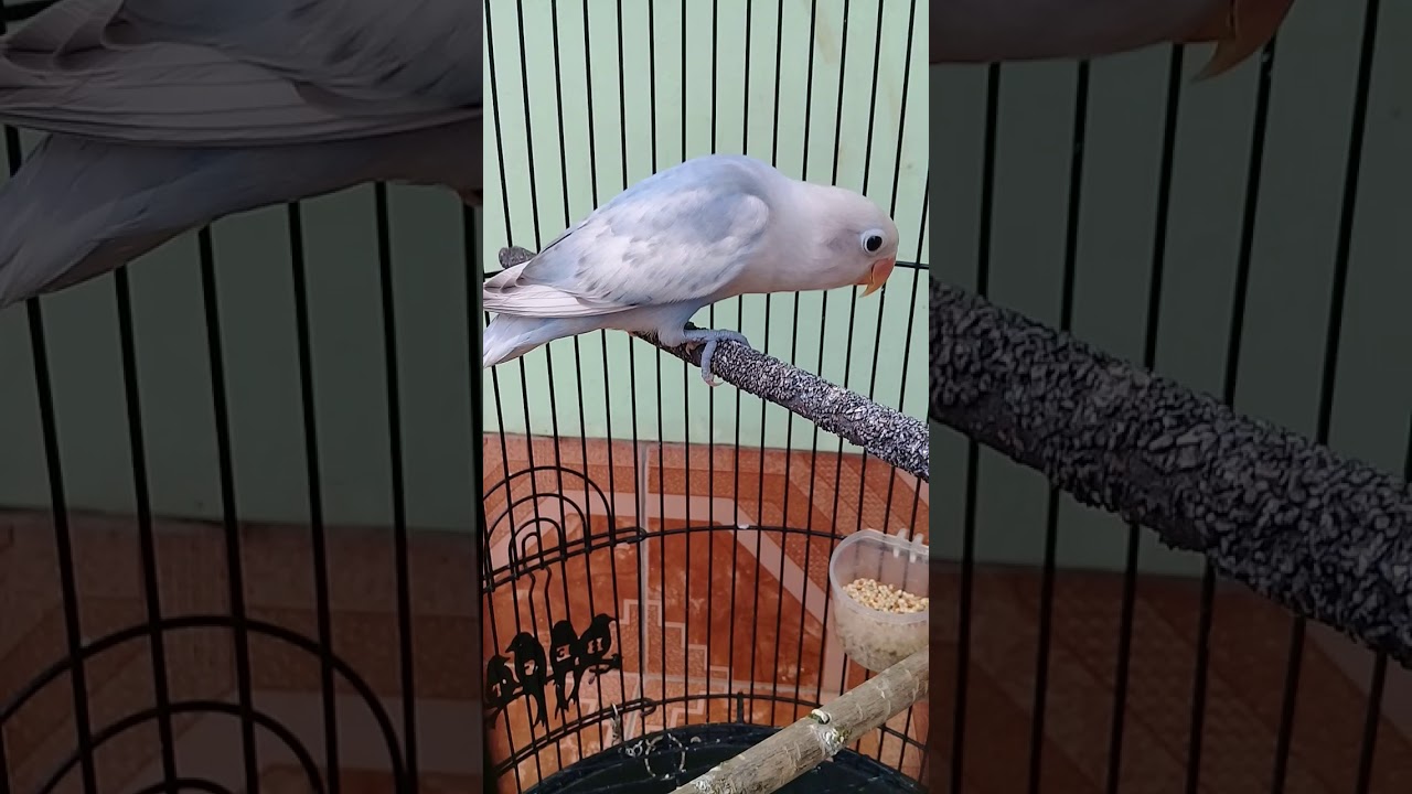 Lovebird eksotis BS terindah 