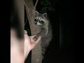 A Raccoon Held Hands With Me In The Woods