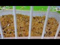 Preparando el encelante para jilgueros y canarias ( 3 )