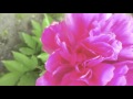 夜明け フラワーカンパニーズ (cover)