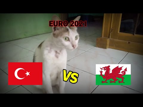 Video: Apa Keputusan Perlawanan Euro Yang Diramalkan Oleh Kucing St. Petersburg
