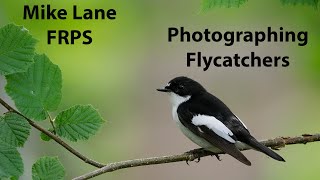 Photographing Pied and Spotted Flycatchers