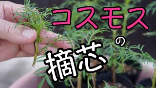 ８月に種まきしたコスモスの摘芯をしてみた Youtube