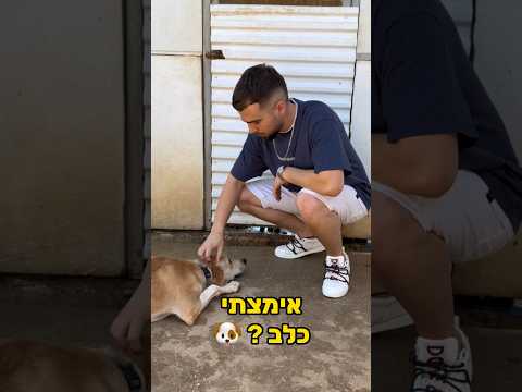 אימצתי כלב בפעם הראשונה בחיים כלב Shorts 