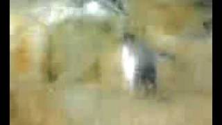 Penguin suicide