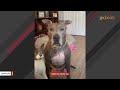 Pitbull adopts a cat
