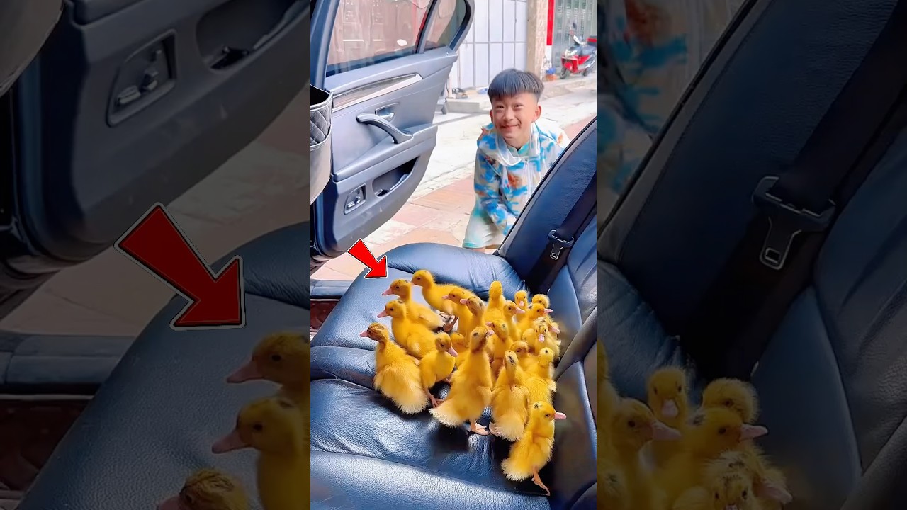 Estos Patitos Creían Que Él Era Su Mamá 😊❤️