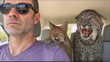 These Two Rescue Bobcat Talk Nonstop – Try Not to Smile at Their Goofy Antics!
