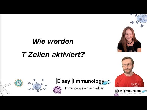 Video: Wo vermehren sich T-Zellen?