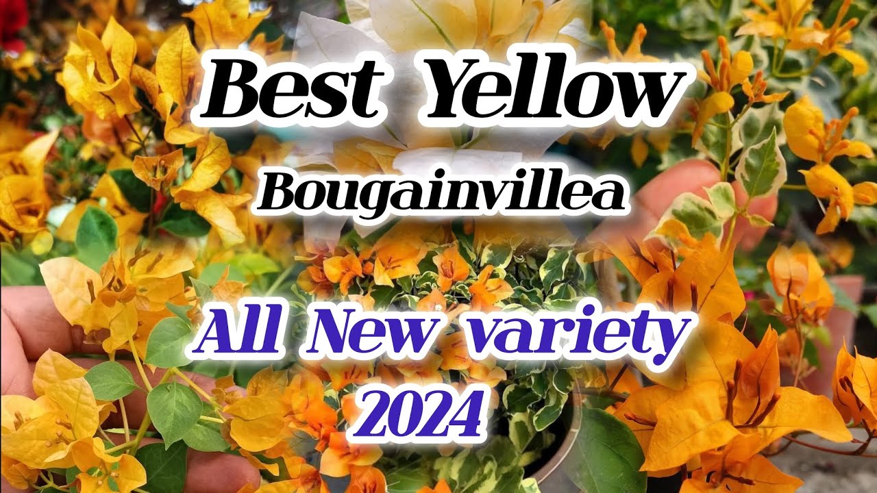 The 10 Best Yellow Bougainvillea//High Bloomer Yellow Bougainvillea