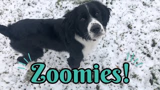 Springer Spaniel Does Zoomies in the Snow ❄ | Winter 2020