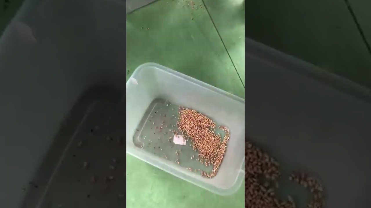 The second sorting process for fructus cannabis by Longbow