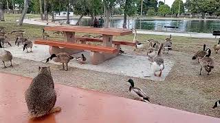 Stumpy the Squirrel and the Flock of Geese