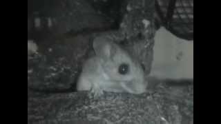 Deer Mouse And House Mice Together